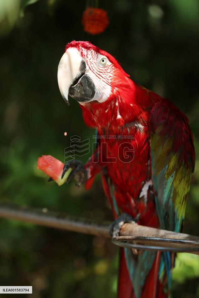 Animal Cooling in Linyi, China
