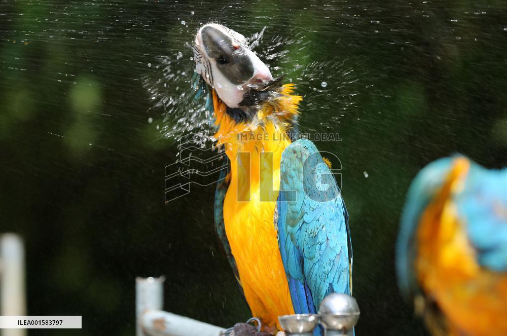 Animal Cooling in Linyi, China