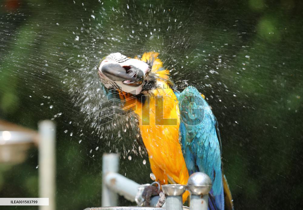Animal Cooling in Linyi, China