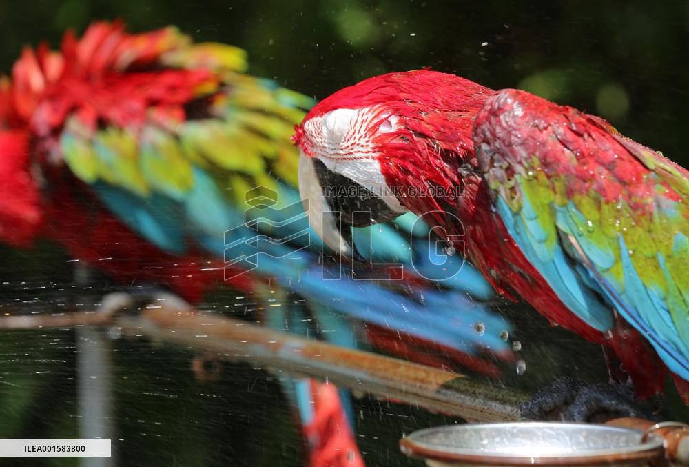 Animal Cooling in Linyi, China