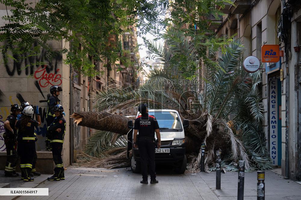 A Woman Dies When A Palm Tree Falls On Her - Barcelona
