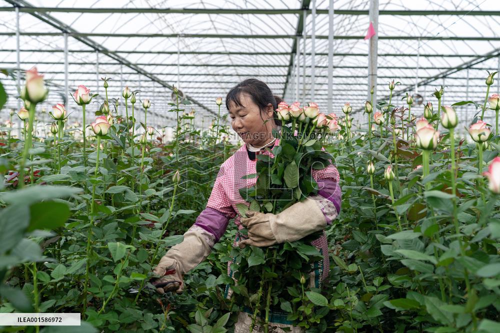 CHINA-YUNNAN-FRESH CUT FLOWER-TRADING (CN)