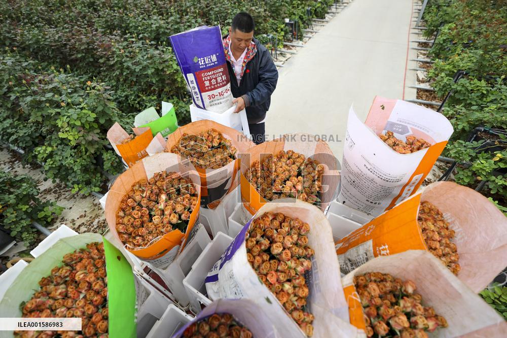 CHINA-YUNNAN-FRESH CUT FLOWER-TRADING (CN)