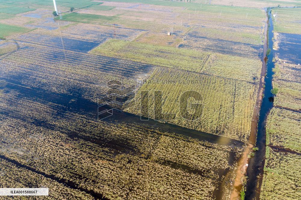 Autumn Grain Corn Flooded in Xinxiang, China