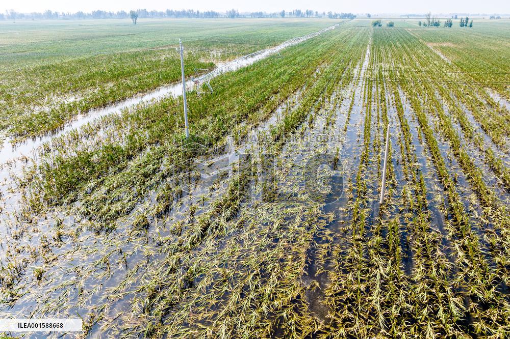 Autumn Grain Corn Flooded in Xinxiang, China