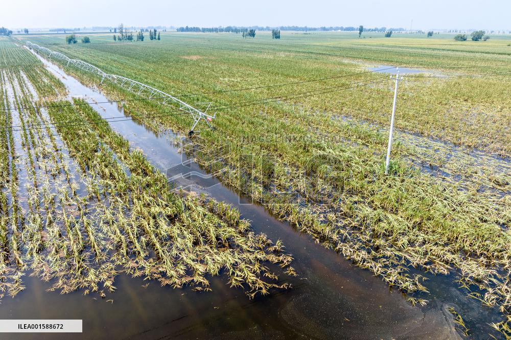 Autumn Grain Corn Flooded in Xinxiang, China