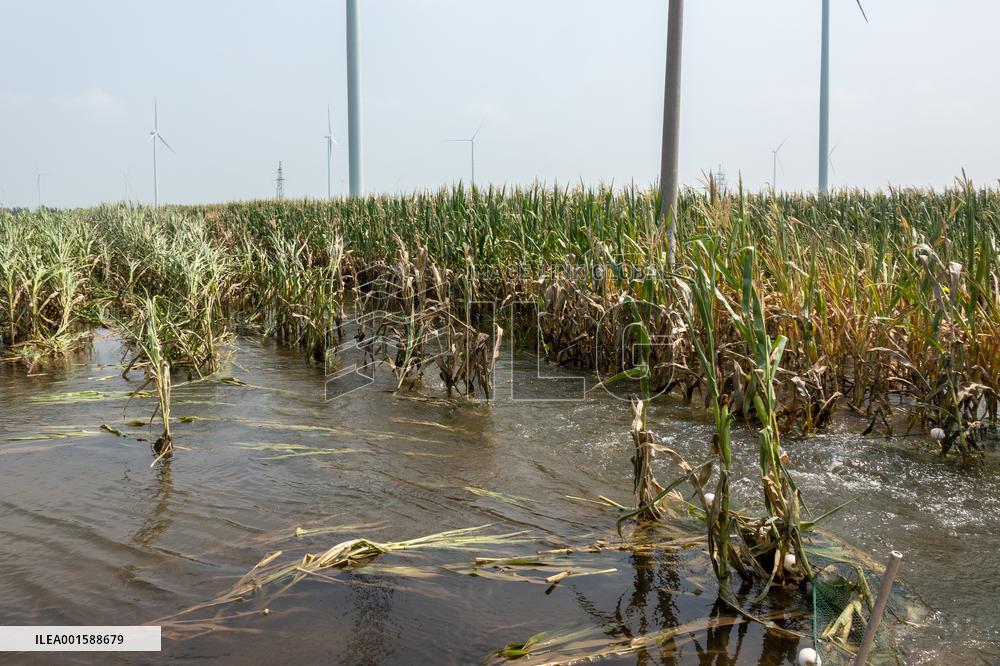 Autumn Grain Corn Flooded in Xinxiang, China