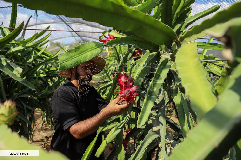 MIDEAST-GAZA-DRAGON FRUIT