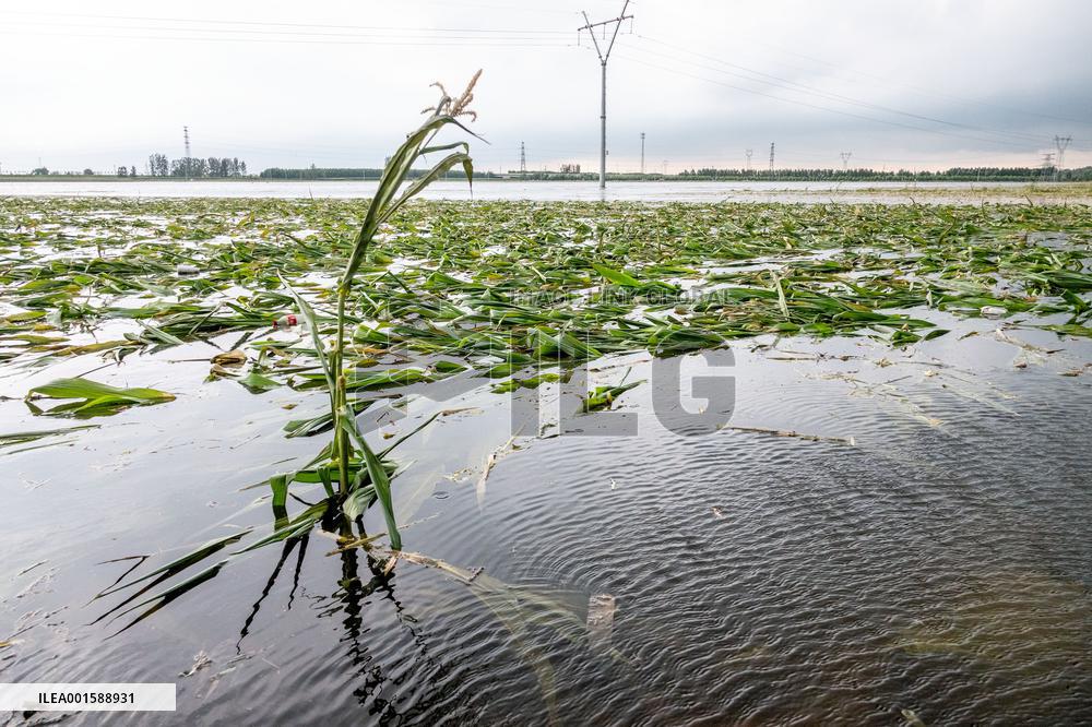 Grain Corn Flooded in Xinxiang, China