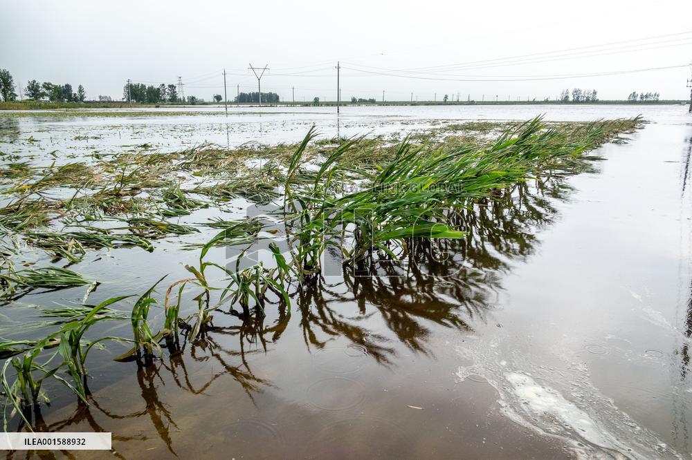 Grain Corn Flooded in Xinxiang, China