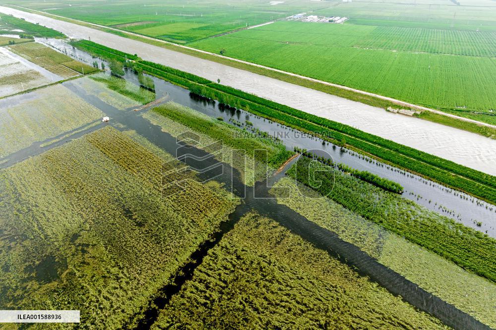 Grain Corn Flooded in Xinxiang, China