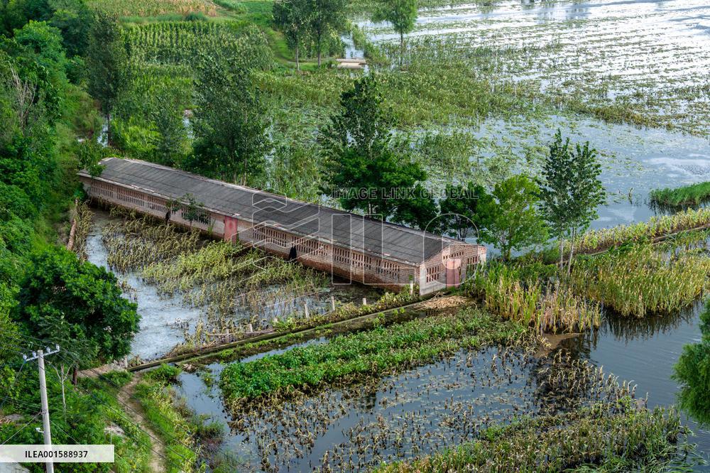 Grain Corn Flooded in Xinxiang, China
