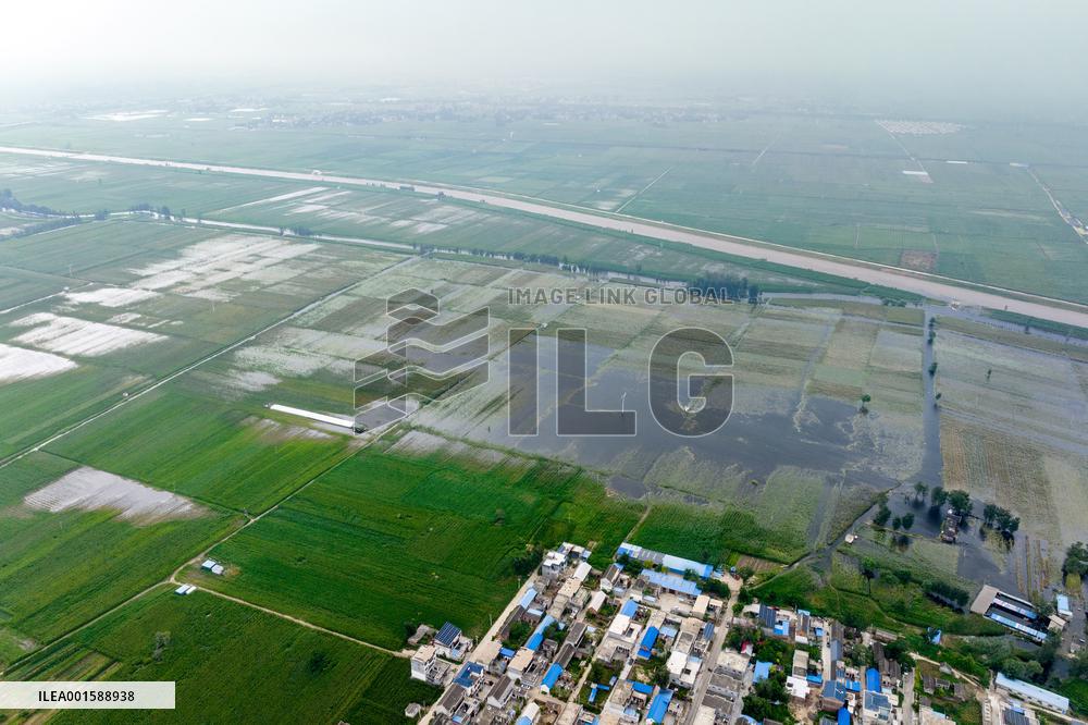 Grain Corn Flooded in Xinxiang, China