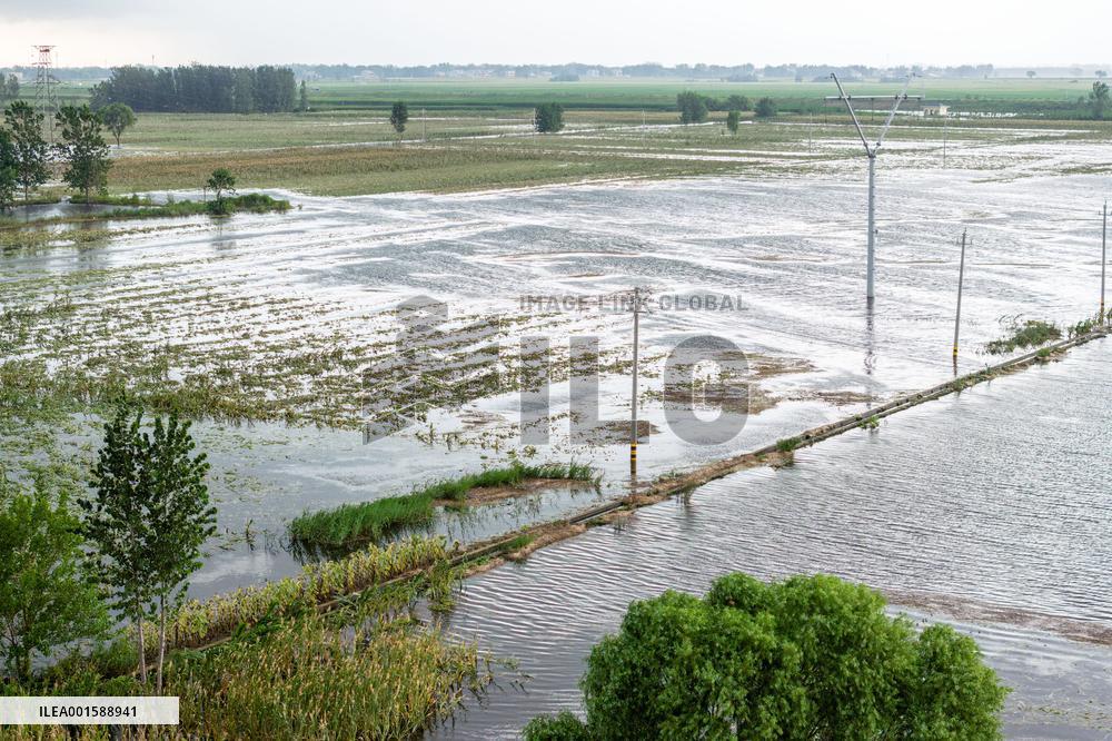 Grain Corn Flooded in Xinxiang, China