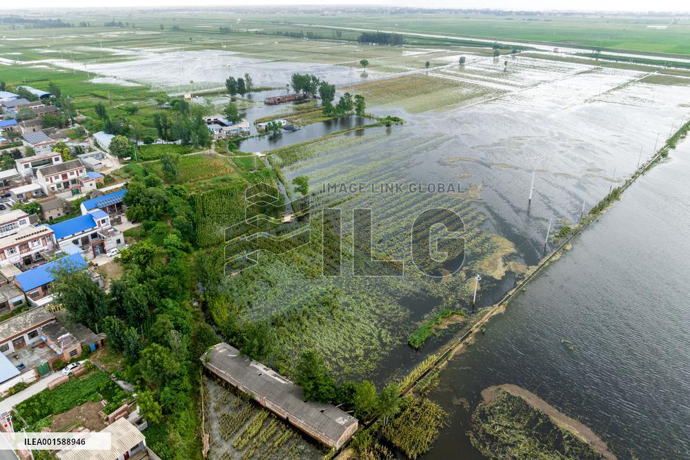 Grain Corn Flooded in Xinxiang, China