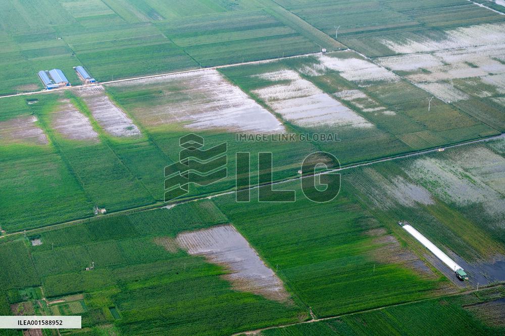 Grain Corn Flooded in Xinxiang, China