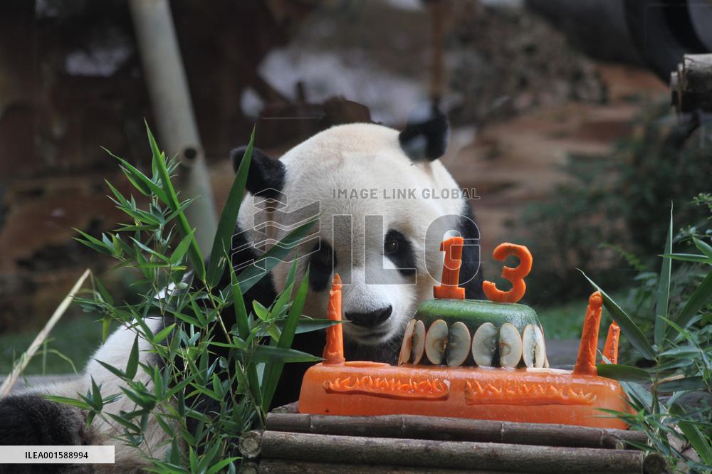 INDONESIA-BOGOR-GIANT PANDA-CAI TAO-BIRTHDAY CELEBRATION