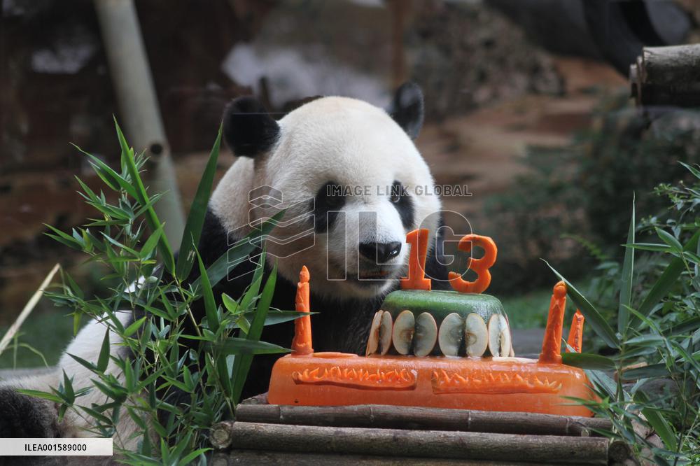 INDONESIA-BOGOR-GIANT PANDA-CAI TAO-BIRTHDAY CELEBRATION
