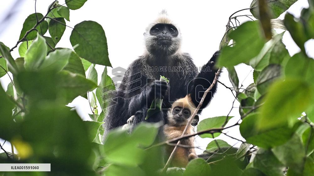 CHINA-GUANGXI-CHONGZUO-WHITE-HEADED LANGURS (CN)