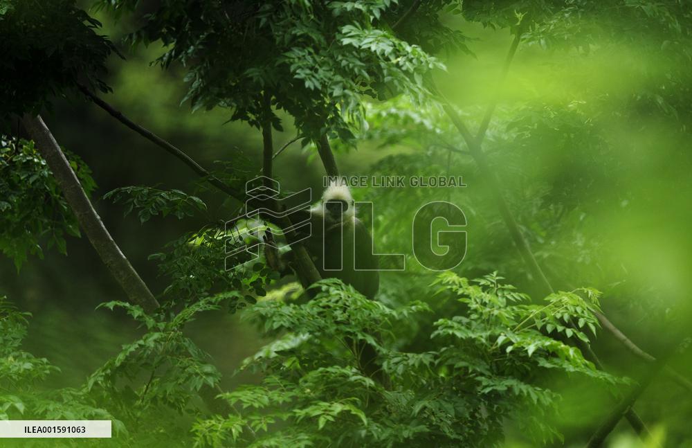 CHINA-GUANGXI-CHONGZUO-WHITE-HEADED LANGURS (CN)