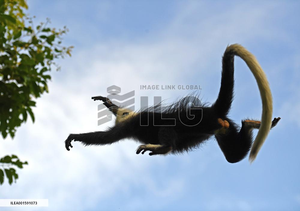 CHINA-GUANGXI-CHONGZUO-WHITE-HEADED LANGURS (CN)