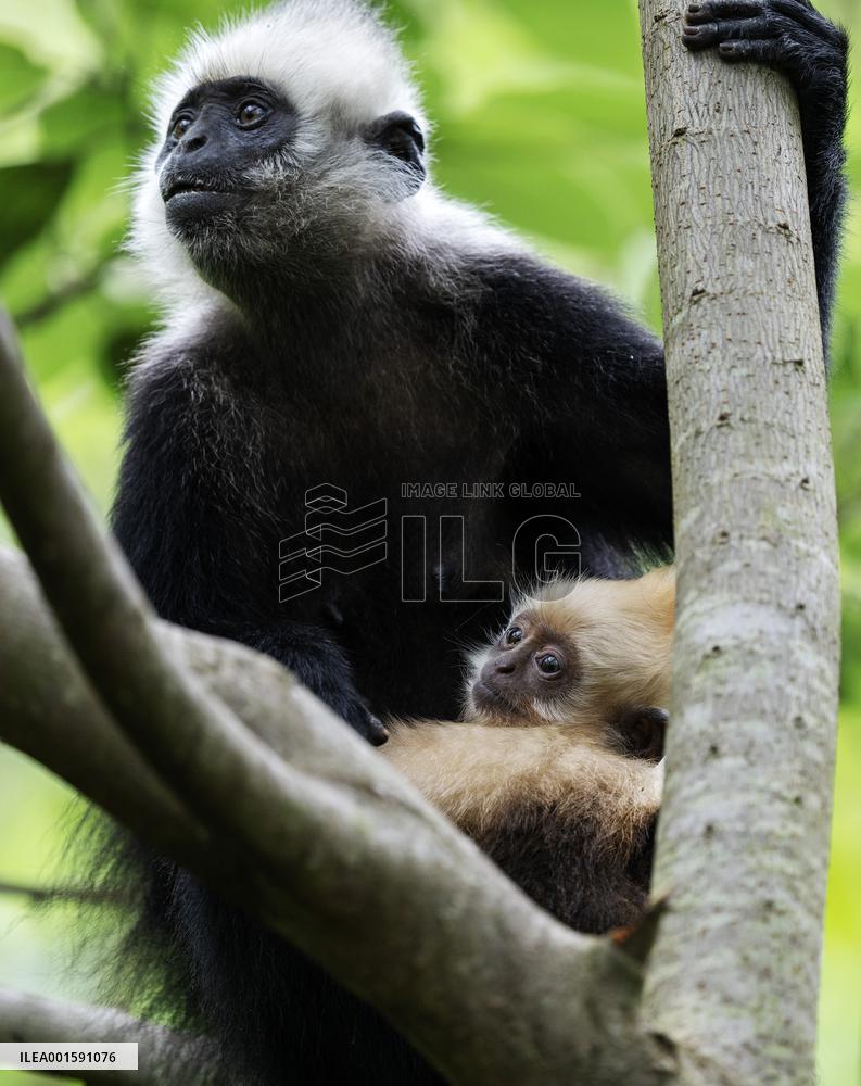 CHINA-GUANGXI-CHONGZUO-WHITE-HEADED LANGURS (CN)