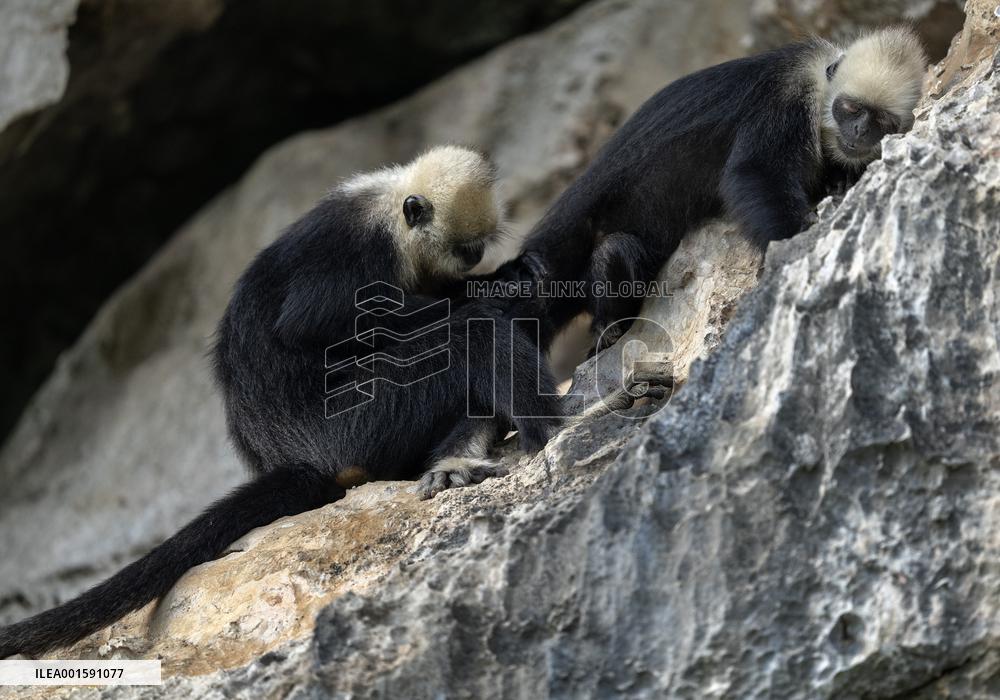 CHINA-GUANGXI-CHONGZUO-WHITE-HEADED LANGURS (CN)