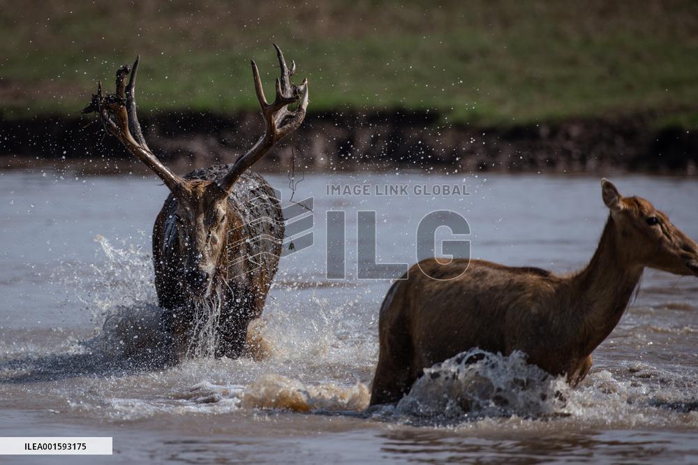 CHINA-HUBEI-SHISHOU-MILU DEER-CONSERVATION (CN)