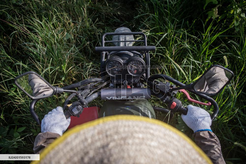 CHINA-HUBEI-SHISHOU-MILU DEER-CONSERVATION (CN)