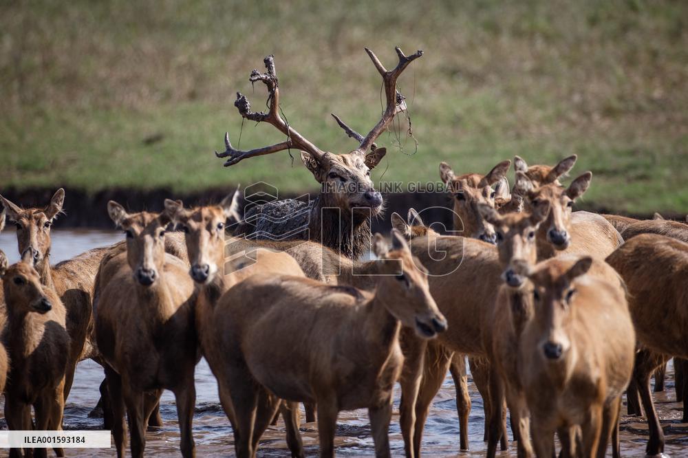 CHINA-HUBEI-SHISHOU-MILU DEER-CONSERVATION (CN)