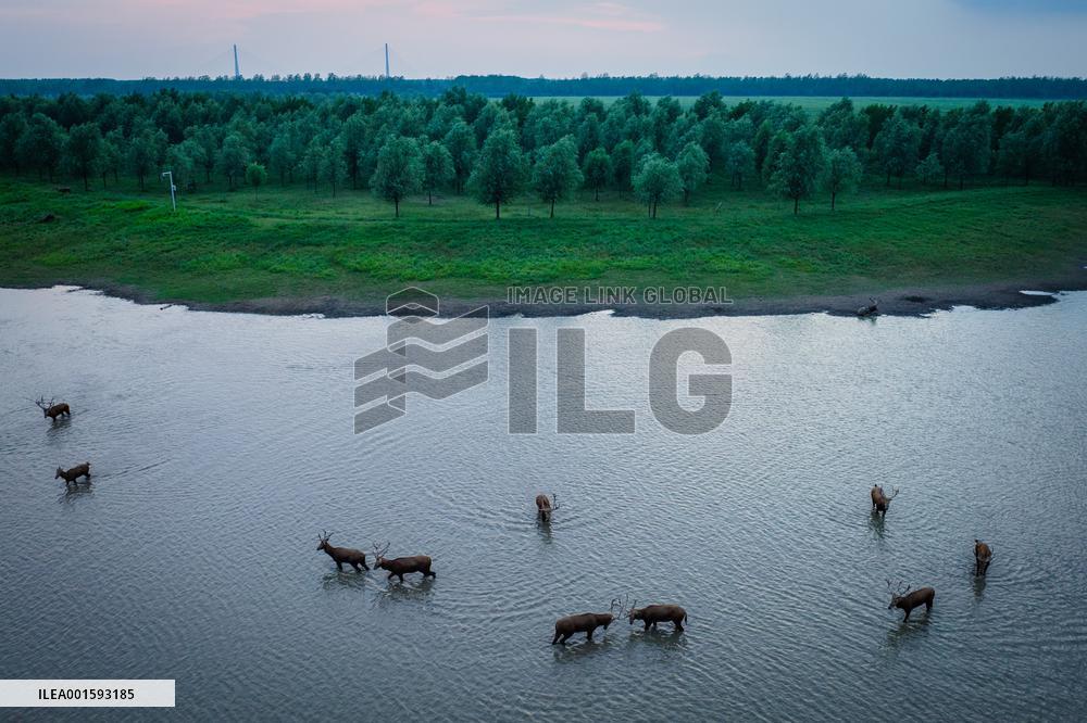 CHINA-HUBEI-SHISHOU-MILU DEER-CONSERVATION (CN)