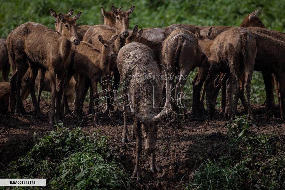 CHINA-HUBEI-SHISHOU-MILU DEER-CONSERVATION (CN)