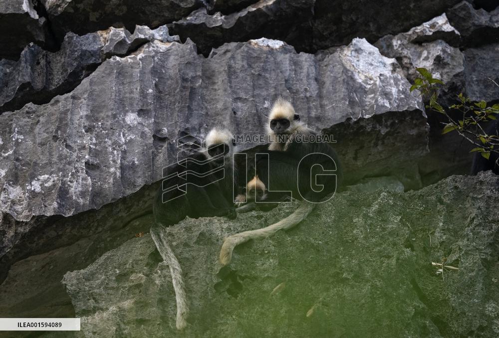CHINA-GUANGXI-CHONGZUO-WHITE-HEADED LANGURS-PROTECTION (CN)