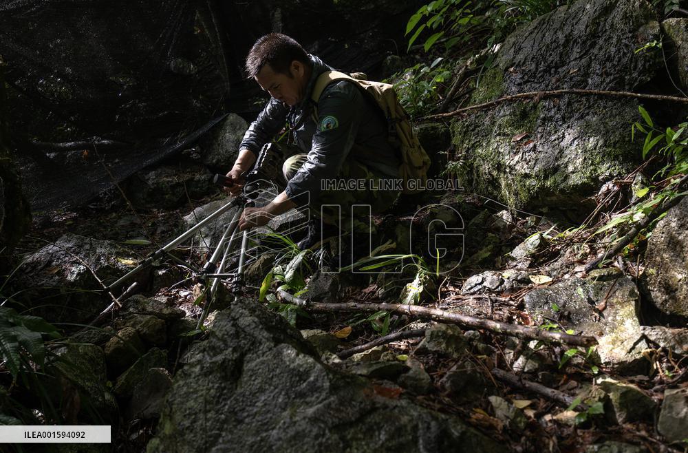 CHINA-GUANGXI-CHONGZUO-WHITE-HEADED LANGURS-PROTECTION (CN)