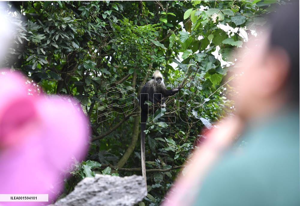 CHINA-GUANGXI-CHONGZUO-WHITE-HEADED LANGURS-PROTECTION (CN)