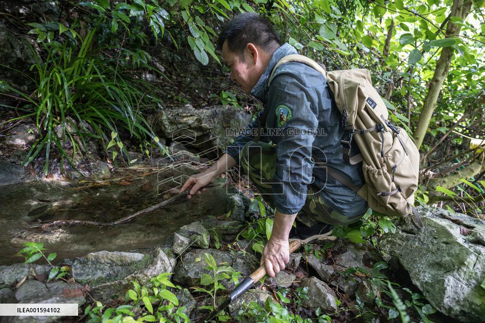 CHINA-GUANGXI-CHONGZUO-WHITE-HEADED LANGURS-PROTECTION (CN)