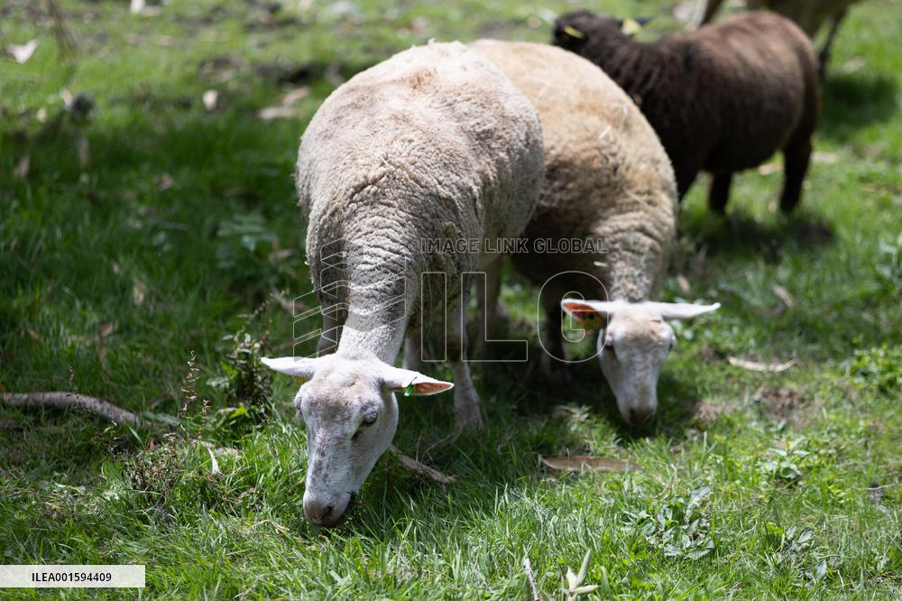 Animals at the Brigitte Bardot foundation shelter - Bazoches-sur-Guyonne