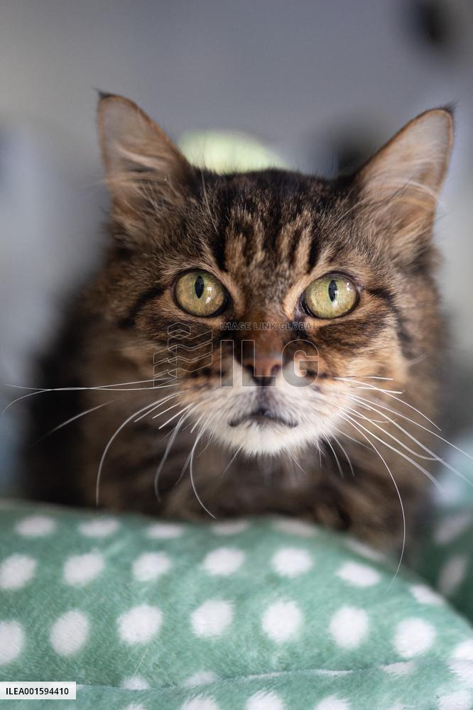Animals at the Brigitte Bardot foundation shelter - Bazoches-sur-Guyonne