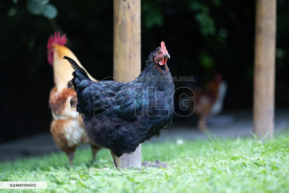 Animals at the Brigitte Bardot foundation shelter - Bazoches-sur-Guyonne