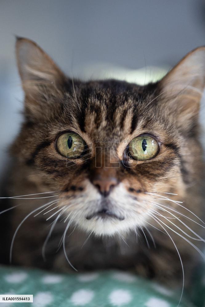 Animals at the Brigitte Bardot foundation shelter - Bazoches-sur-Guyonne