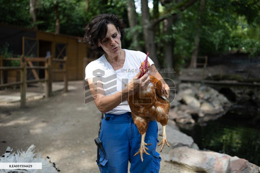 Animals at the Brigitte Bardot foundation shelter - Bazoches-sur-Guyonne