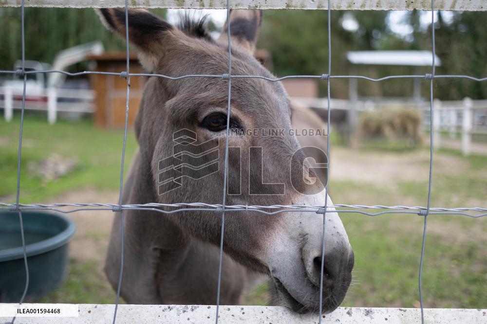 Animals at the Brigitte Bardot foundation shelter - Bazoches-sur-Guyonne