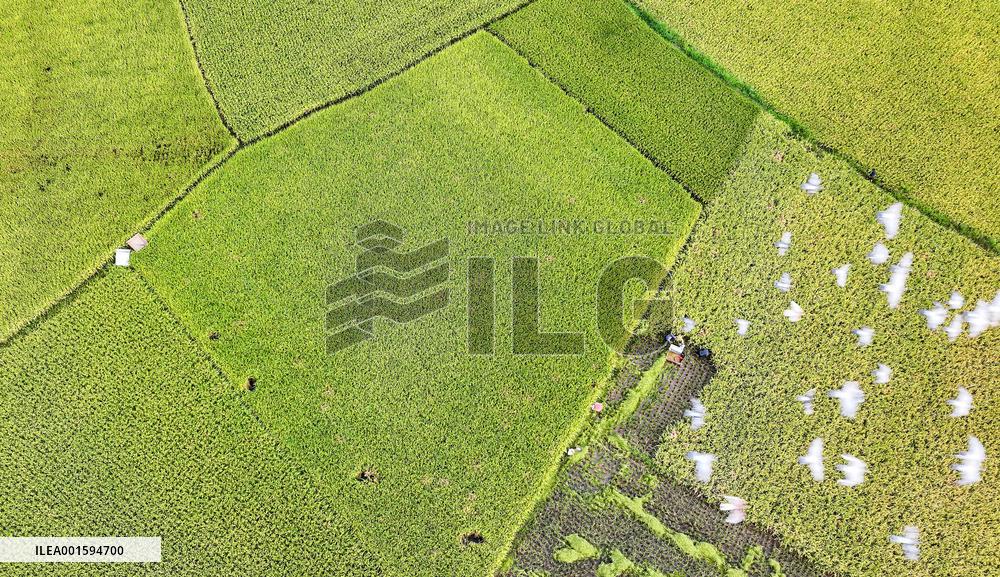 #CHINA-BEGINNING OF AUTUMN-FARMING (CN)