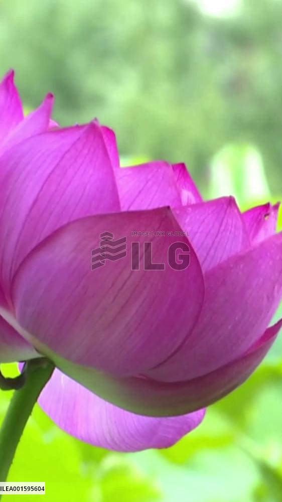 Lotus flowers in full bloom attract tourists in SW China