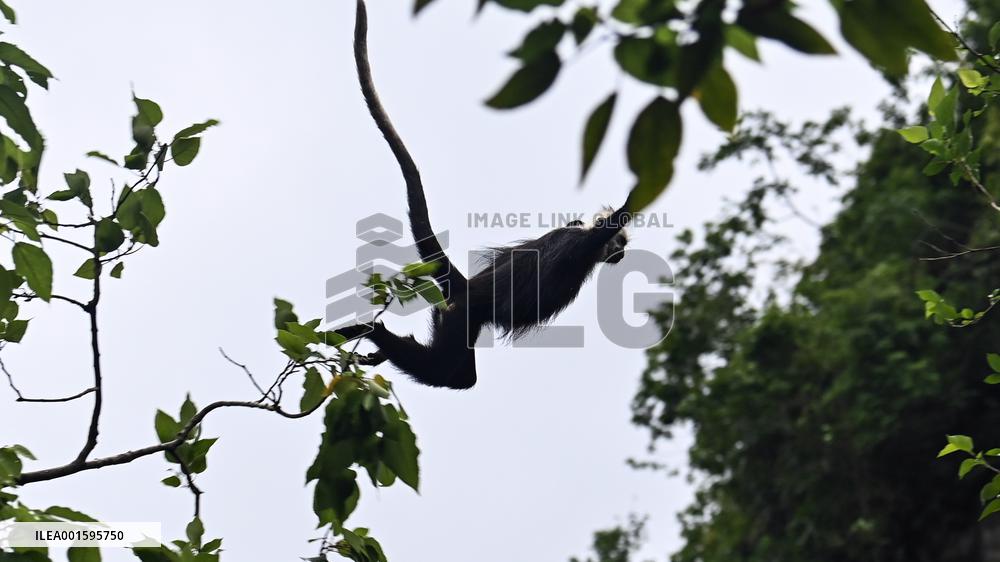 CHINA-GUANGXI-CHONGZUO-WHITE-HEADED LANGURS (CN)