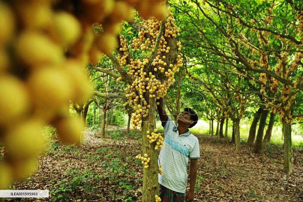 Farmers Collect Burmese Grapes - Bangladesh
