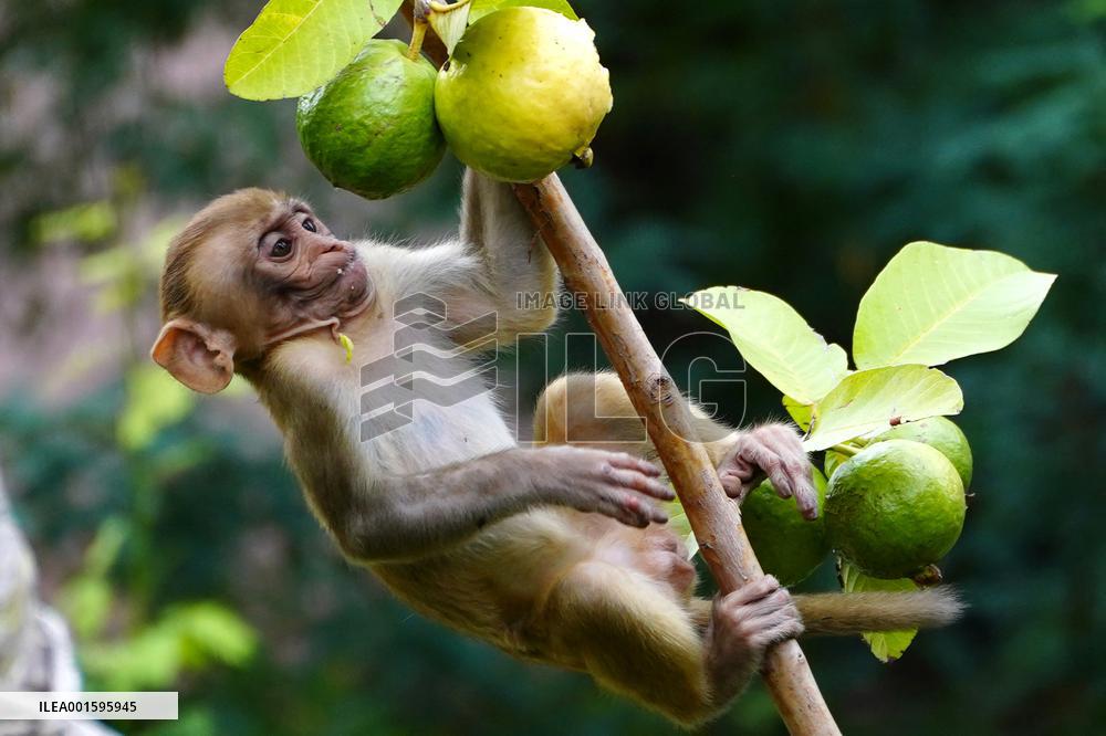 Monkeys In Residential area - India