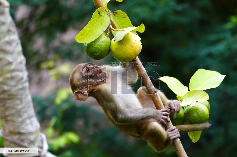 Monkeys In Residential area - India