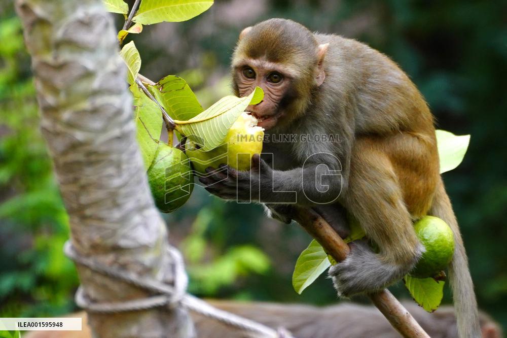 Monkeys In Residential area - India