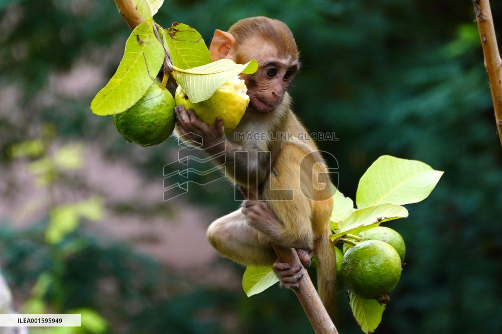 Monkeys In Residential area - India